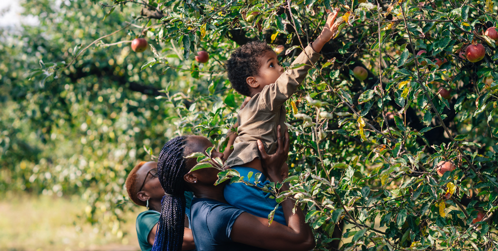 apple picking